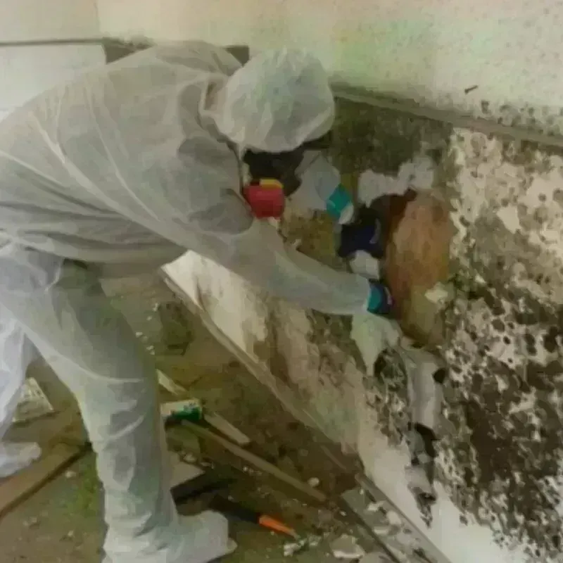 Mold Remediation and Removal in Providence, TX